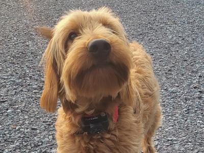Roo is a beautiful 12 month old male Irish Doodle puppy for sale in Cork