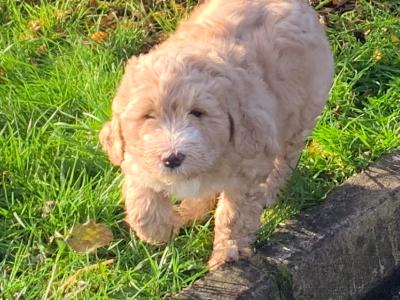 Beautiful male Barbet puppy in Monaghan