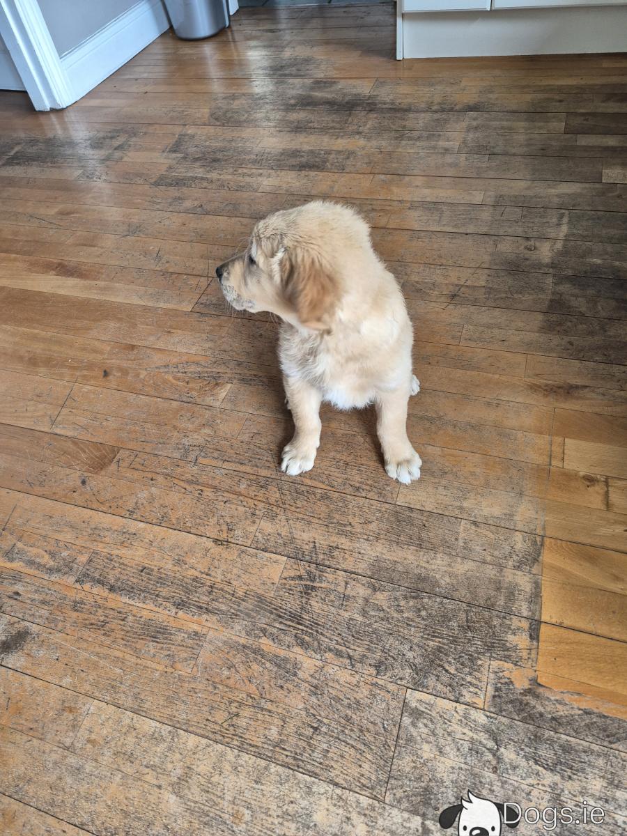 IKC Registered female Golden Retriever puppy in Cork - dogs.ie