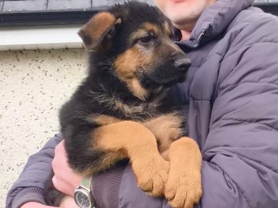 🐾 German Shepherd Puppies for Sale – Straight Back, IKC Registered 🐾 in West Wicklow