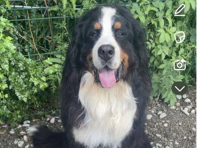 Auggie is an IKC Registered  Bernese Mountain Dog for Stud