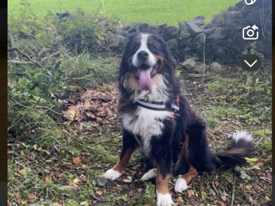 Auggie is an IKC Registered  Bernese Mountain Dog for Stud