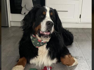 Auggie is an IKC Registered  Bernese Mountain Dog for Stud