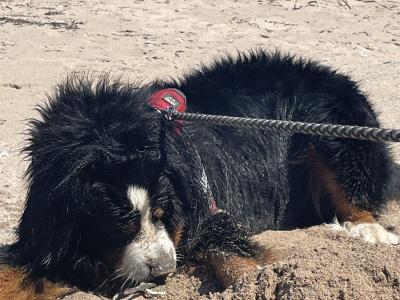 Auggie is an IKC Registered  Bernese Mountain Dog for Stud