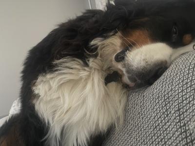 Auggie is an IKC Registered  Bernese Mountain Dog for Stud