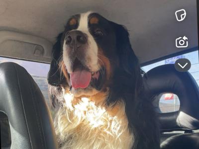 Auggie is an IKC Registered  Bernese Mountain Dog for Stud