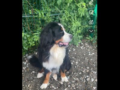 Auggie is an IKC Registered  Bernese Mountain Dog for Stud
