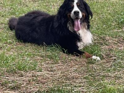 Auggie is an IKC Registered  Bernese Mountain Dog for Stud
