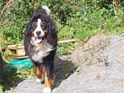 Auggie is an IKC Registered  Bernese Mountain Dog for Stud