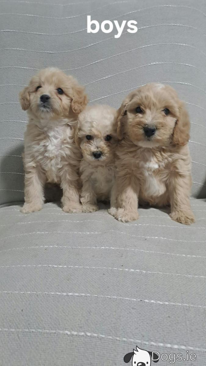 Beautiful Cavapoo puppies in Carlow - dogs.ie