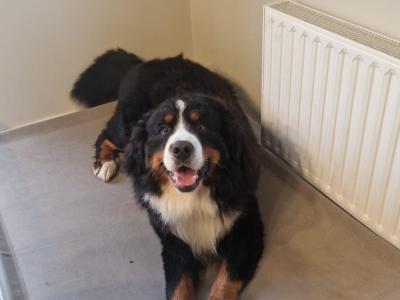 IKC Registered Bernese Mountain Dog, Teddy - in Kerry for stud