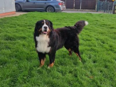 IKC Registered Bernese Mountain Dog, Teddy - in Kerry for stud