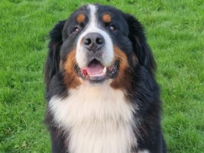 IKC Registered Bernese Mountain Dog, Teddy - in Kerry for stud