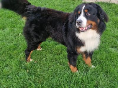 IKC Registered Bernese Mountain Dog, Teddy - in Kerry for stud