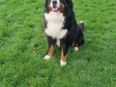 IKC Registered Bernese Mountain Dog, Teddy - in Kerry for stud