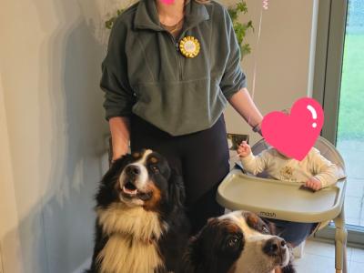 IKC Registered Bernese Mountain Dog, Teddy - in Kerry for stud