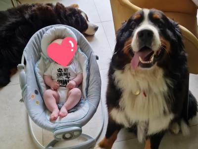 IKC Registered Bernese Mountain Dog, Teddy - in Kerry for stud