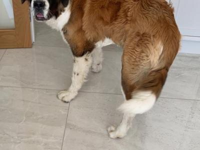 Milo the St. Bernard, IKC Registered