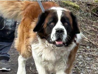 Milo the St. Bernard, IKC Registered