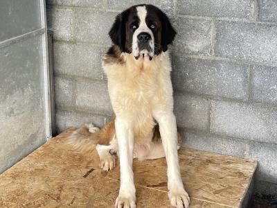IKC Registered Rocky the St. Bernard 🥊🔥 in Tipperary