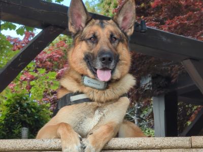 Tyson the Affectionate German Shepherd (First Timer)