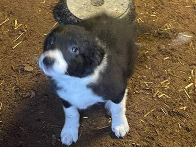 Border Collie dogs for sale in Ireland - dogs.ie