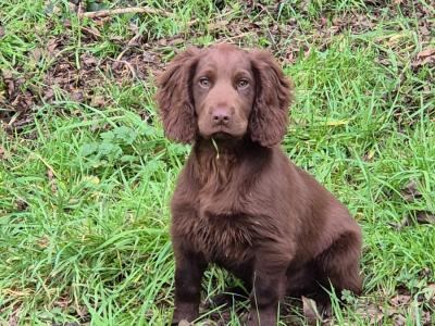 KC Registered Working Cocker for Stud