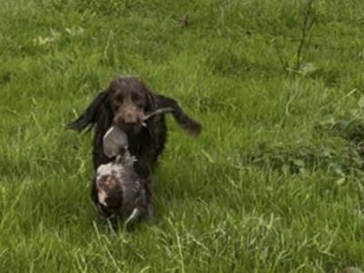 KC Registered Working Cocker for Stud