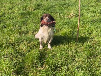Hard Working Springer Spaniel for stud