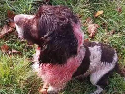 Hard Working Springer Spaniel for stud