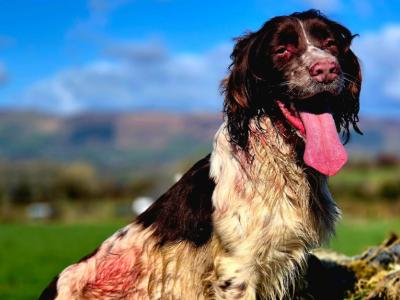 Hard Working Springer Spaniel for stud