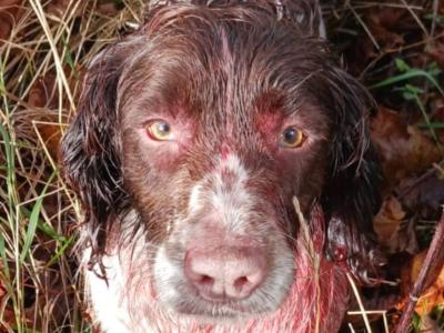 Hard Working Springer Spaniel for stud