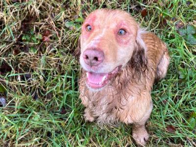 Kc Regestered Working Cocker for stud