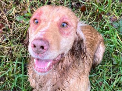 Kc Regestered Working Cocker for stud