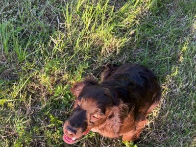 Kc Regestered Working Cocker for stud