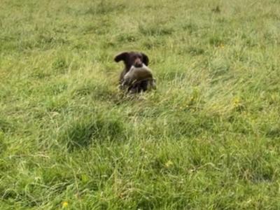 Kc Regestered Working Cocker for stud