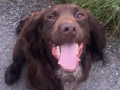 Kc Regestered Working Cocker for stud