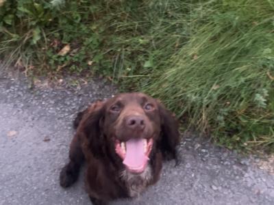 Kc Regestered Working Cocker for stud