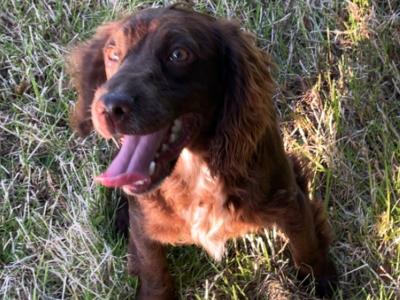 Kc Regestered Working Cocker for stud