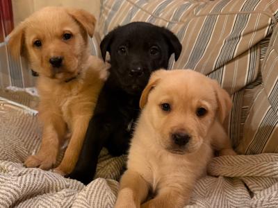 Labrador dogs for sale in Ireland - dogs.ie