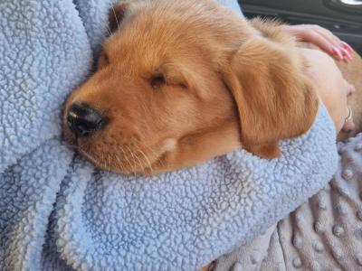 Ikc registered yellow Labrador at stud