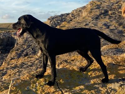 Full Pedigree IKC Registered Black Labrador for Stud