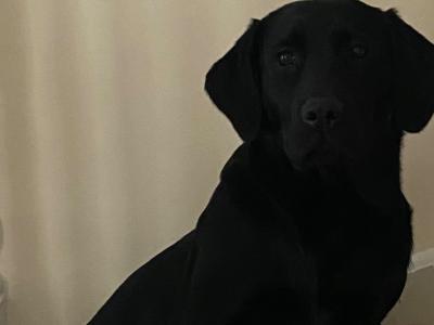 Full Pedigree IKC Registered Black Labrador for Stud
