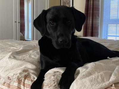 Full Pedigree IKC Registered Black Labrador for Stud