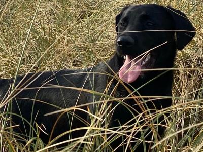 Full Pedigree IKC Registered Black Labrador for Stud