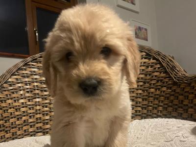Goldendoodle dogs for sale in Ireland - dogs.ie