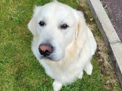 Charlie the Golden Retriever