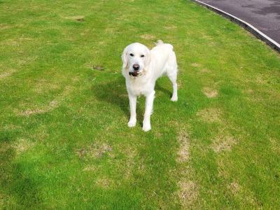 Charlie the Golden Retriever