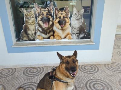 Tyson the Affectionate German Shepherd (First Timer)