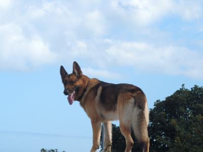 Tyson the Affectionate German Shepherd (First Timer)